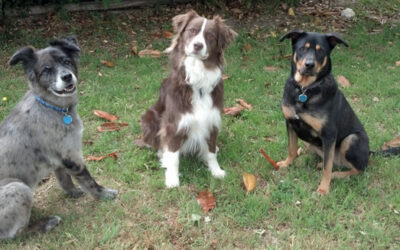 No intente engañar a su perro, o perderá su confianza