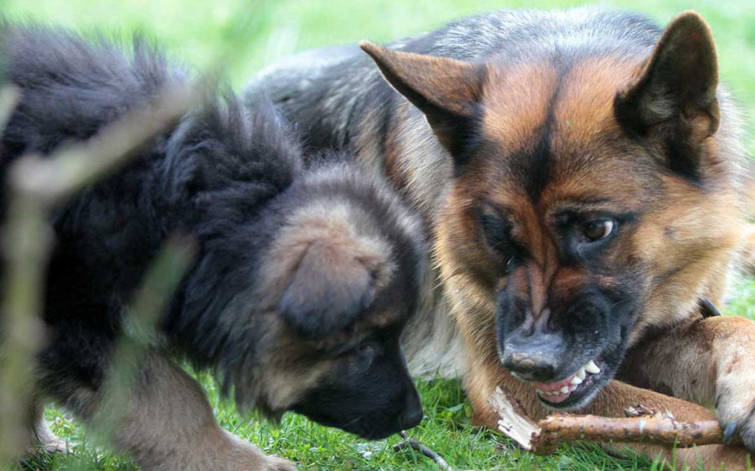 ¿Cómo identificar la agresividad en los perros?