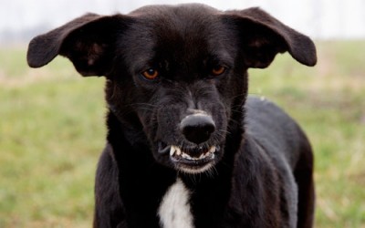 Tipos de agresiones en los perros
