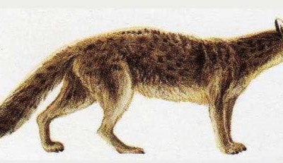 Los ancestros del perro