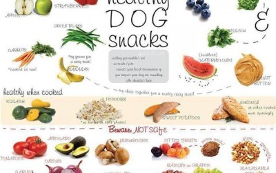 ¿Qué puede y qué no puede comer mi perro?