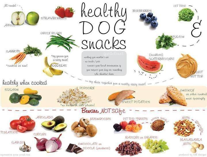 ¿Qué comida es buena y mala para nuestro perro?
