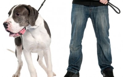 Los errores que se cometen en el paseo del perro