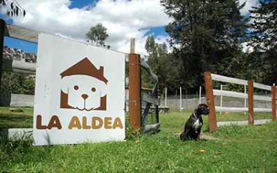 Nuestro hotel para perros en Quito