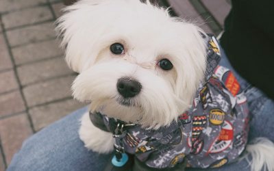 La que provoca la humanización del perro