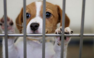 ¿Qué hacer al rescatar un perro?