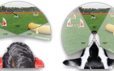 ¿Cómo ven los perros?