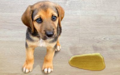 Tragedias en casa, el perro se orinó otra vez