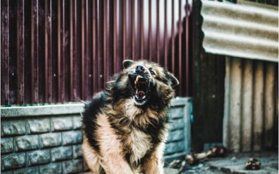 ¿Cuáles son los perros más agresivos?