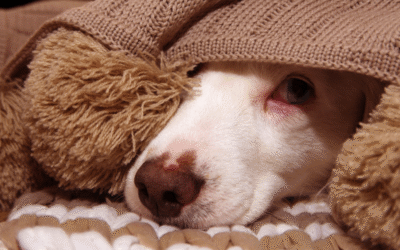 ¡Libera a tu Perro del Miedo! Cómo Superar la Ansiedad por Separación