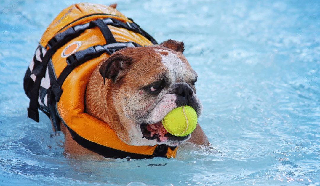¡Cuidado en el Agua! Razas de Perros que No Deben Nadar…