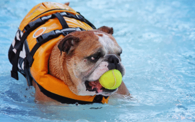 ¡Cuidado en el Agua! Razas de Perros que No Deben Nadar…