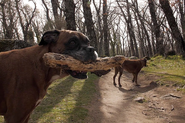 Aldea Canina | Quito-Ecuador | Internado Canino 30 días, semi-presencial