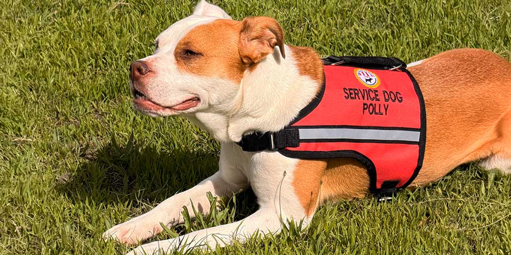 La Aldea Canina | Quito - ECUADOR | Certifica tu perro de asistencia