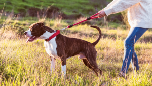 La verdad sobre el perro reactivo: el problema no es el perro, es el mundo que nunca le diste