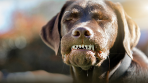 Si tu perro no se sienta en tu sala, no esperes que se controle en la calle
