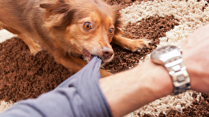 Tu perro te huele por dentro: por qué tu estado emocional decide el paseo antes de salir de casa