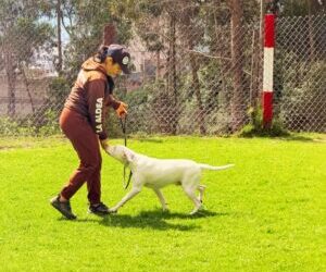 Genética, Jerarquía y Disciplina en la Conducta Canina: Comprendiendo el Origen de la Agresividad y la Prevención de Conflictos