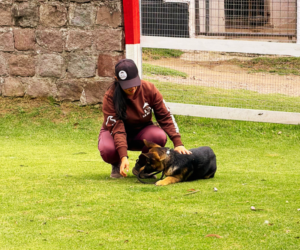 Cachorro que muerde: detén este hábito a tiempo