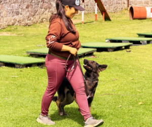 El papel vital del estrés controlado en la adaptación canina: ¿Por qué la comodidad absoluta perjudica a tu perro?