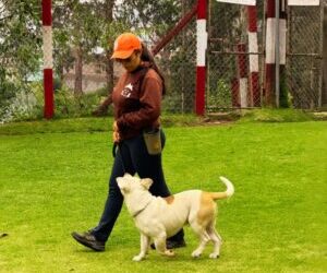 Adiestramiento canino: evita crear falsos reflejos