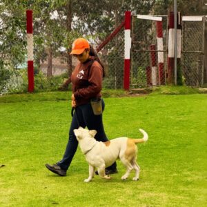 Adiestramiento canino: evita crear falsos reflejos