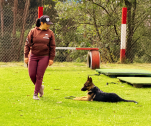 Más allá de los mimos: Cómo identificar y superar una relación tóxica con tu perro