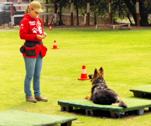 Cada vez que evitas el parque, alimentas el miedo de tu perro