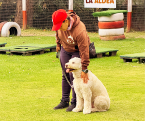 Más allá de la permisividad: El papel crucial de la corrección y los límites en el adiestramiento canino