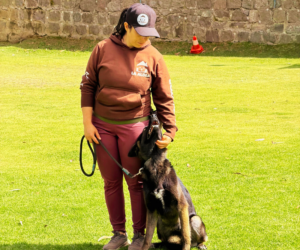 Errores involuntarios en la educación canina: Cómo la vida moderna y la falta de estructura dañan a tu perro