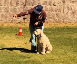 El Arte de la Comunicación Canina: Claridad, Consistencia y Lenguaje Corporal en el Adiestramiento
